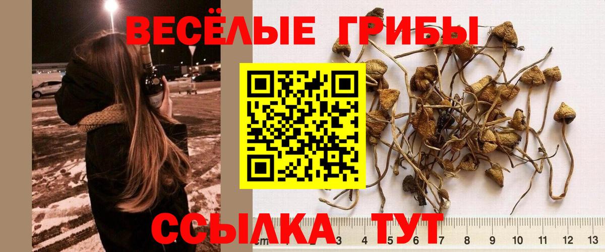Псилоцибиновые грибы GOLDEN TEACHER Сухой Лог